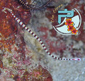 scuba diving photo