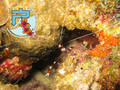 scuba diving photo