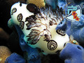 scuba diving photo