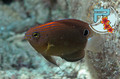 scuba diving photo