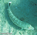 scuba diving photo