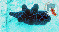 scuba diving photo