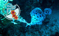 scuba diving photo