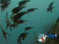 scuba diving photo