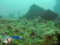 scuba diving photo