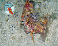 scuba diving photo
