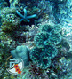 scuba diving photo