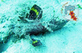 scuba diving photo