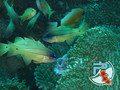 scuba diving photo