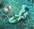 scuba diving photo