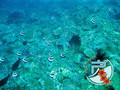 scuba diving photo