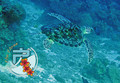 scuba diving photo