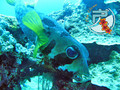 scuba diving photo