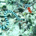 scuba diving photo