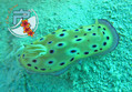 scuba diving photo
