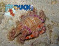 scuba diving photo
