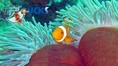 scuba diving photo