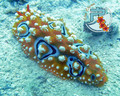 scuba diving photo
