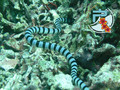 scuba diving photo