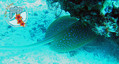 scuba diving photo