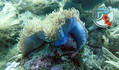 scuba diving photo