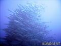scuba diving photo