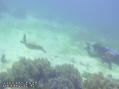 scuba diving photo