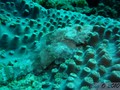 scuba diving photo