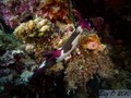 scuba diving photo