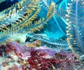 scuba diving photo