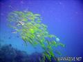 scuba diving photo