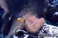 scuba diving photo