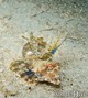 scuba diving photo