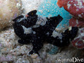 scuba diving photo