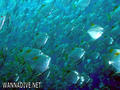 scuba diving photo