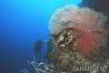 scuba diving photo