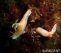 scuba diving photo