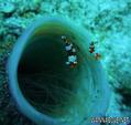 scuba diving photo