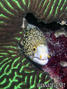 scuba diving photo
