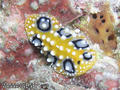 scuba diving photo