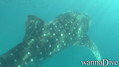 scuba diving photo