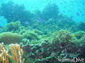 scuba diving photo