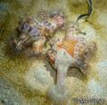 scuba diving photo