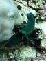 scuba diving photo