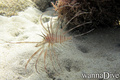 scuba diving photo