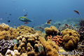 scuba diving photo