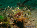 scuba diving photo