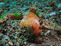 scuba diving photo
