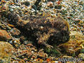 scuba diving photo