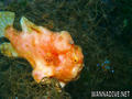 scuba diving photo